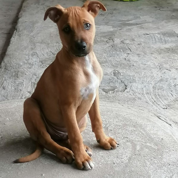 Milo