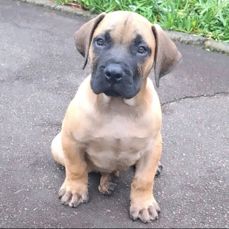 Rocky