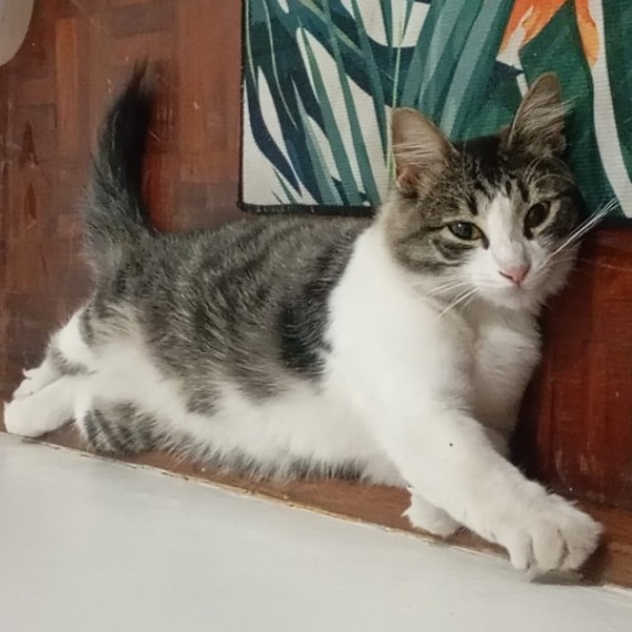 Mietsie