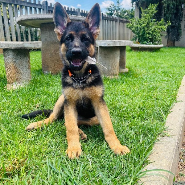 Bella. 
