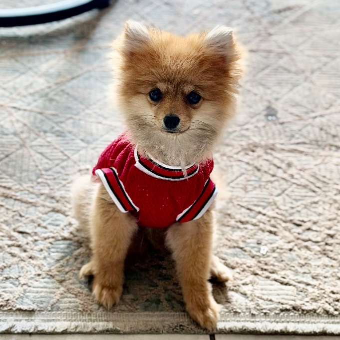 Muffin