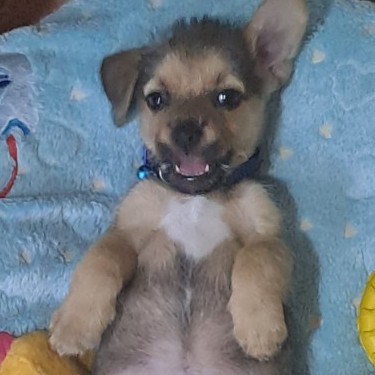 Pabblo