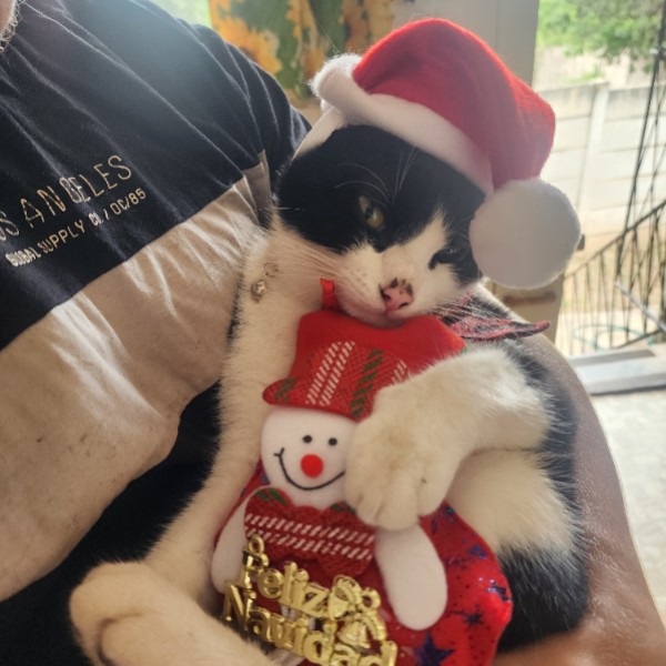 Sylvester