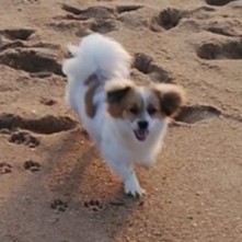 Gizmo 