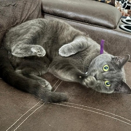 Gemma