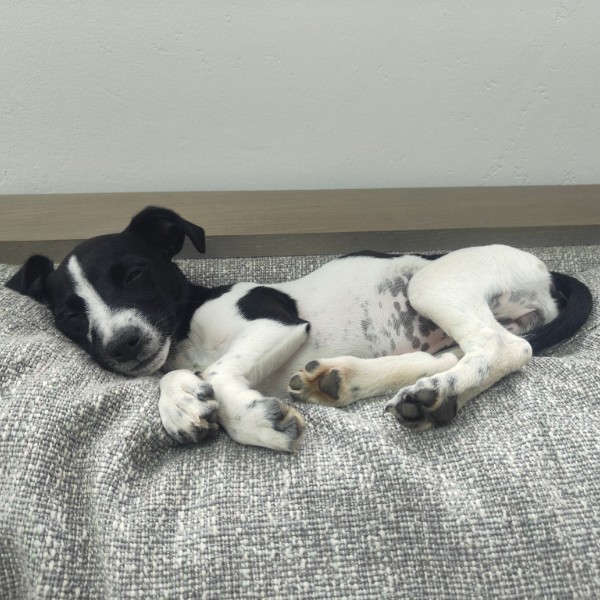 Lilo