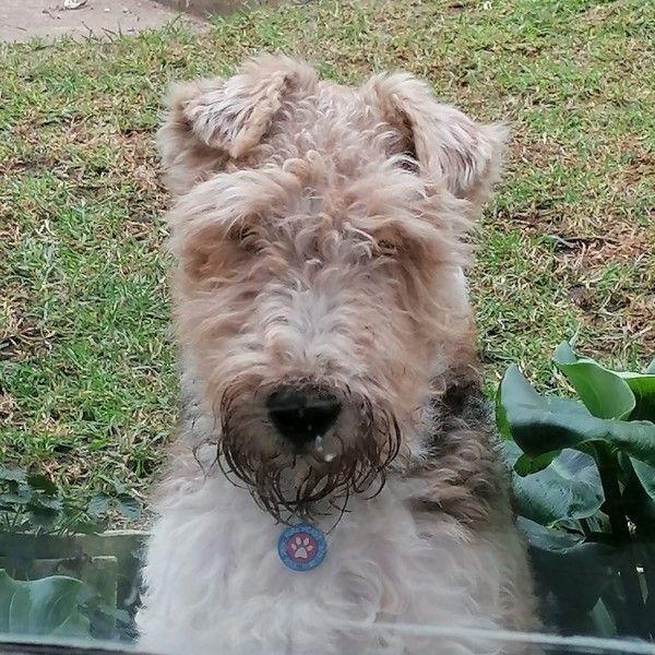 Tintin