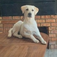 Toby