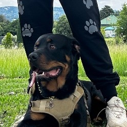 Leo (short for leonidas)