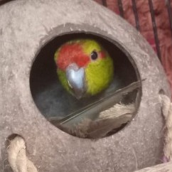 Kaka