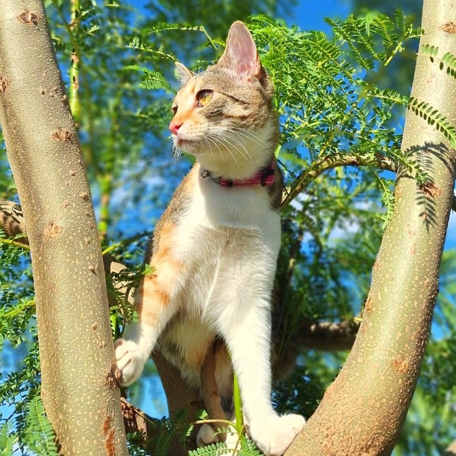 Nova