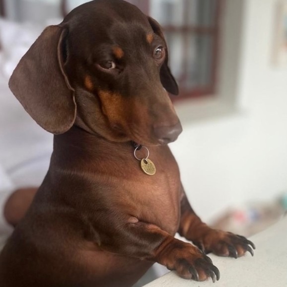 Elvis