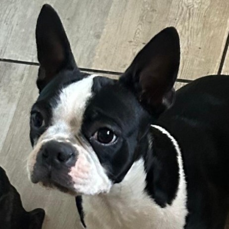 Daisy