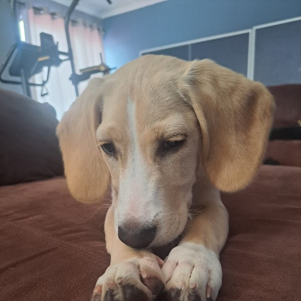 Luna
