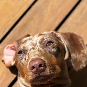 Benji