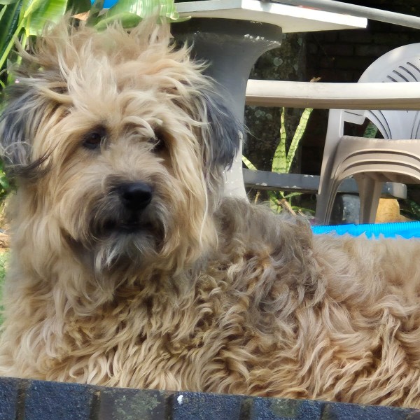 Bailey 